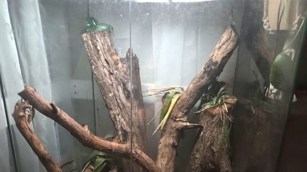 Green tree frogs resting on branches inside a humid planted glass terrarium in Australia