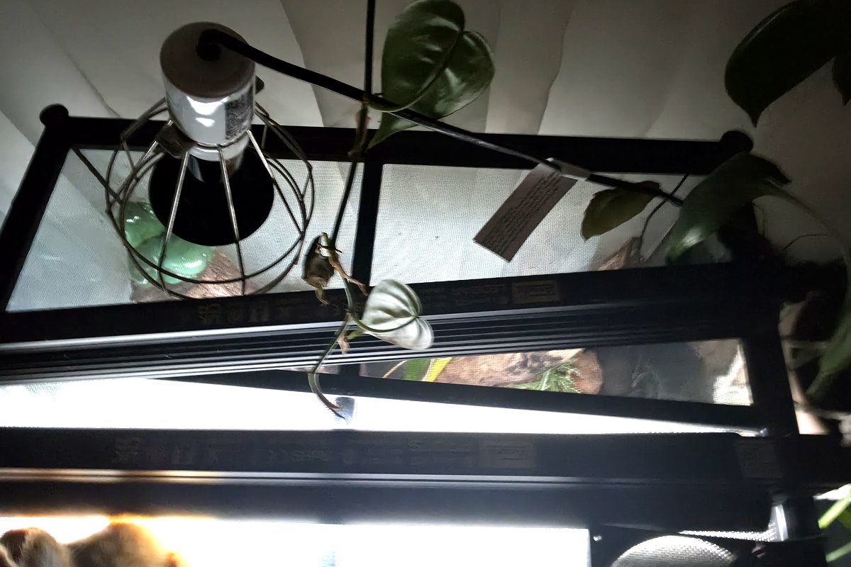 A clamp lamp and a low output T5 UVB tube mounted above a planted green tree frog terrarium