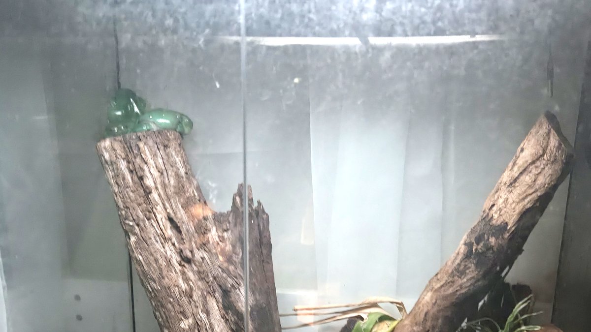 Two Australian green tree frogs resting on a log inside a humid glass terrarium