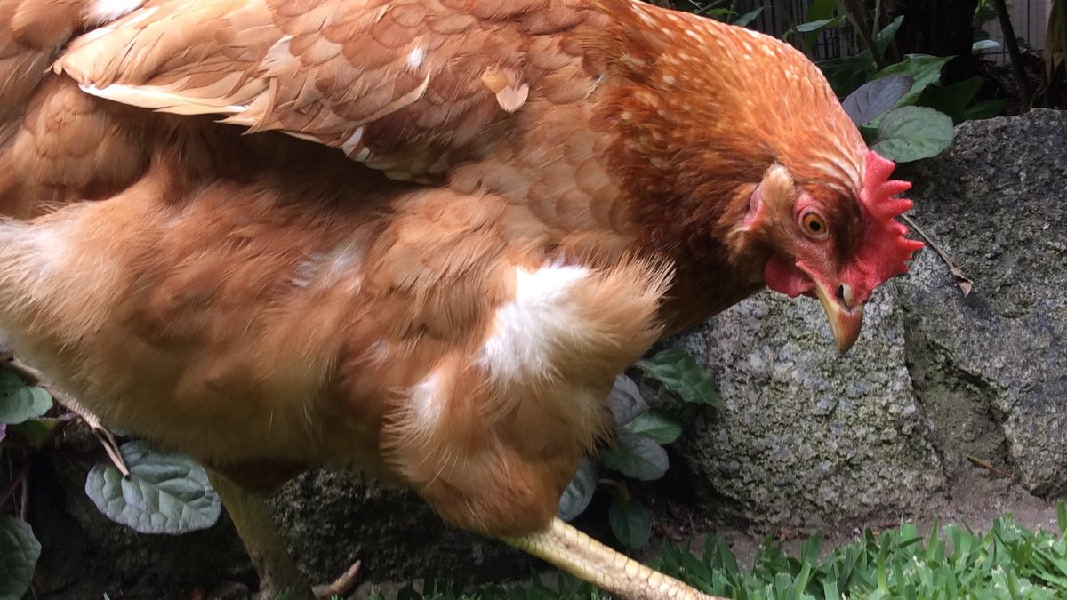Close up of an Isa Brown laying hen foraging in a backyard garden
