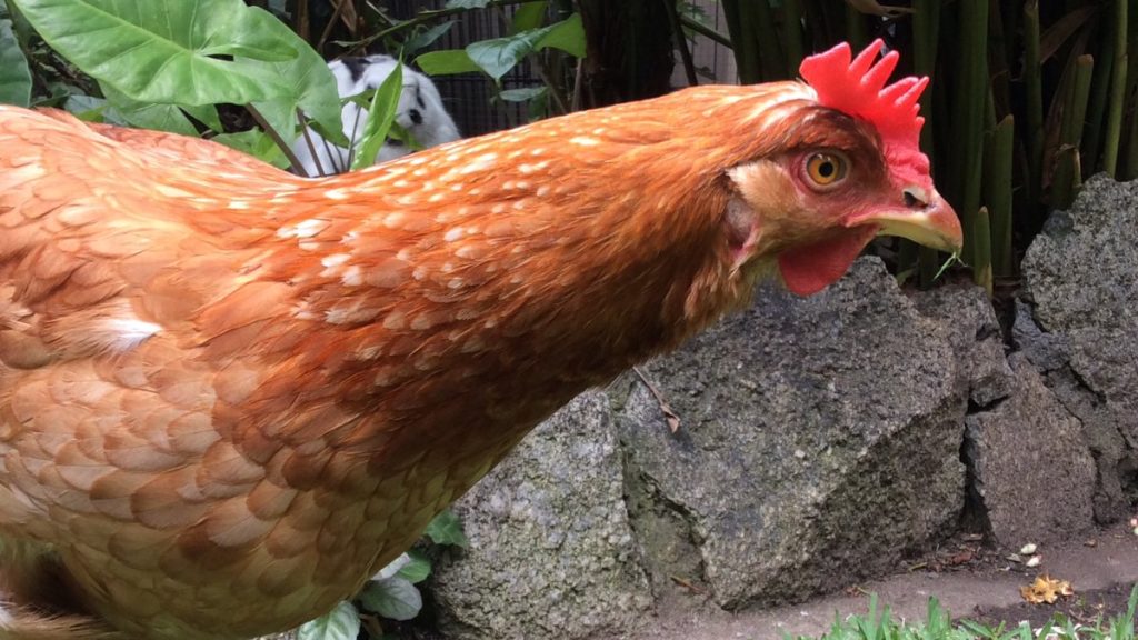 An Isa Brown hen foraging beside a rock wall in an Australian backyard