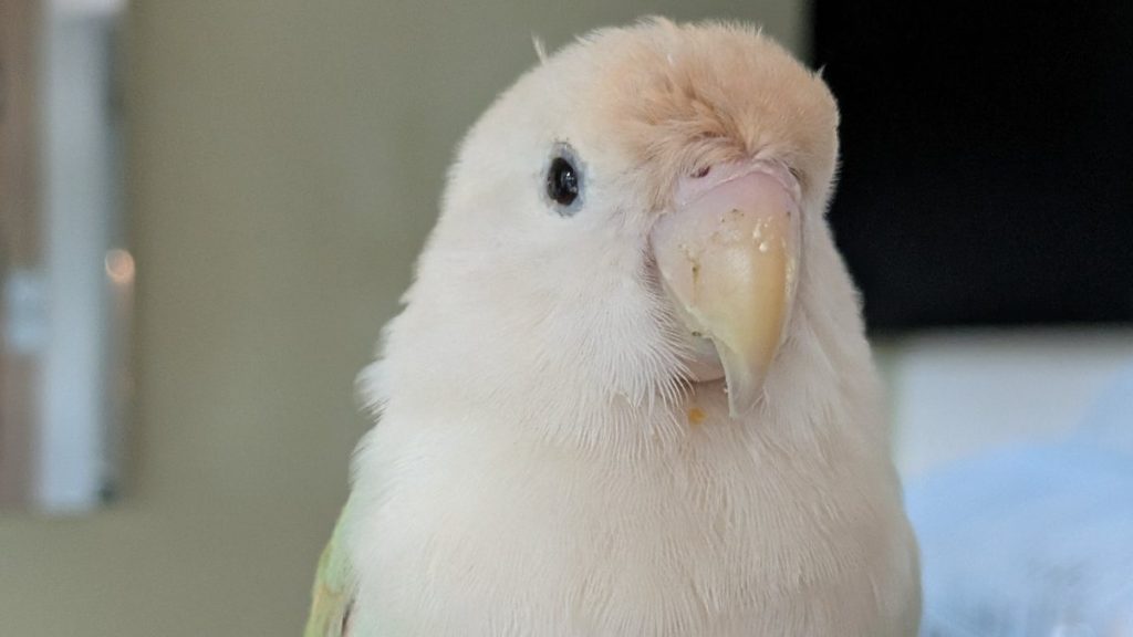 A pastel lovebird perched on a natural branch beside its cage in an Australian home