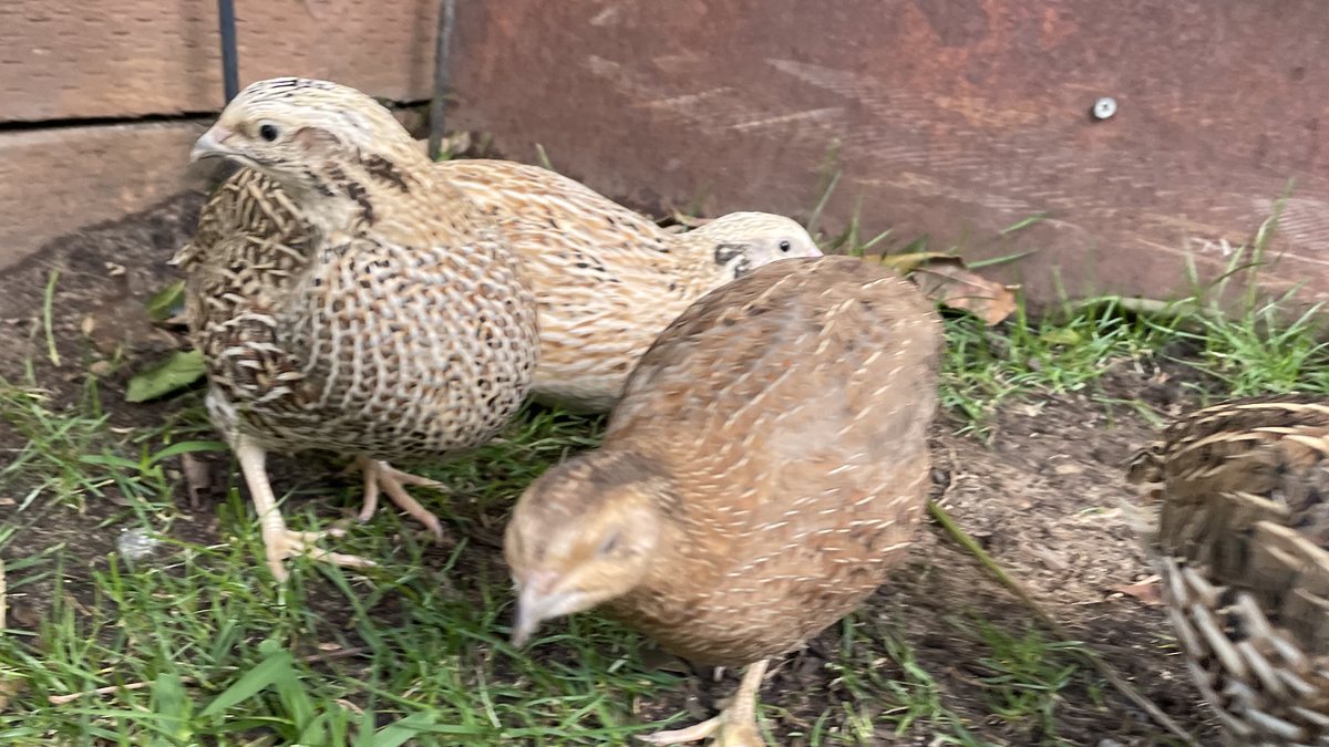 A group of Coturnix quail foraging on grass inside a backyard quail run