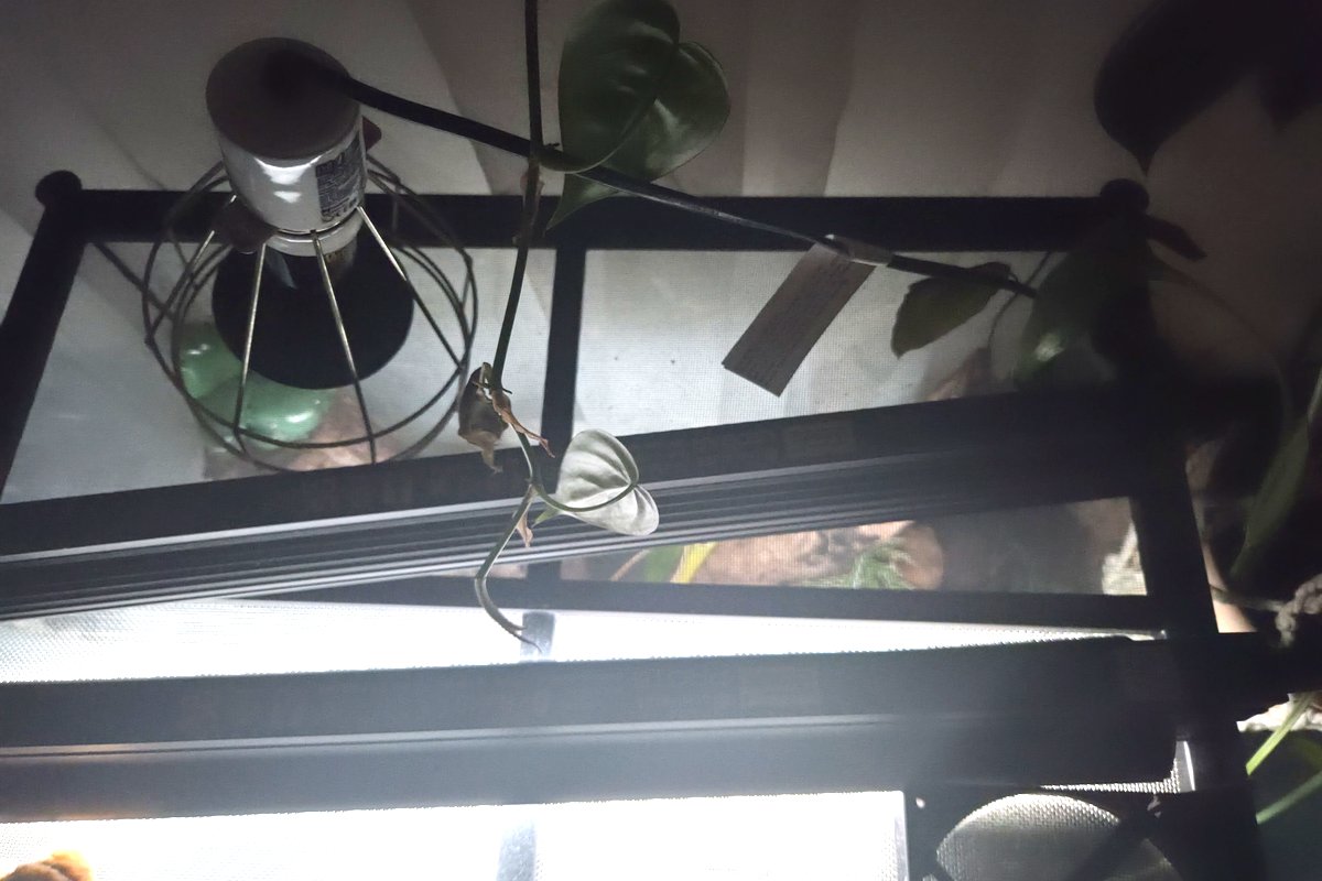 A clamp heat lamp and a thermostat probe cable running into the mesh top of a reptile enclosure