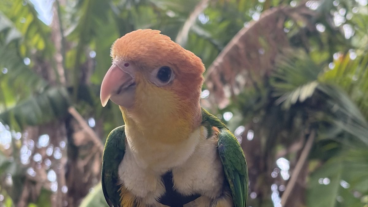 A white bellied caique perched outdoors among palm foliage in Australia