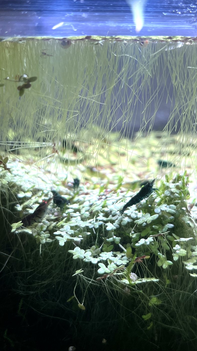 Dark blue freshwater shrimp grazing among floating plants and moss
