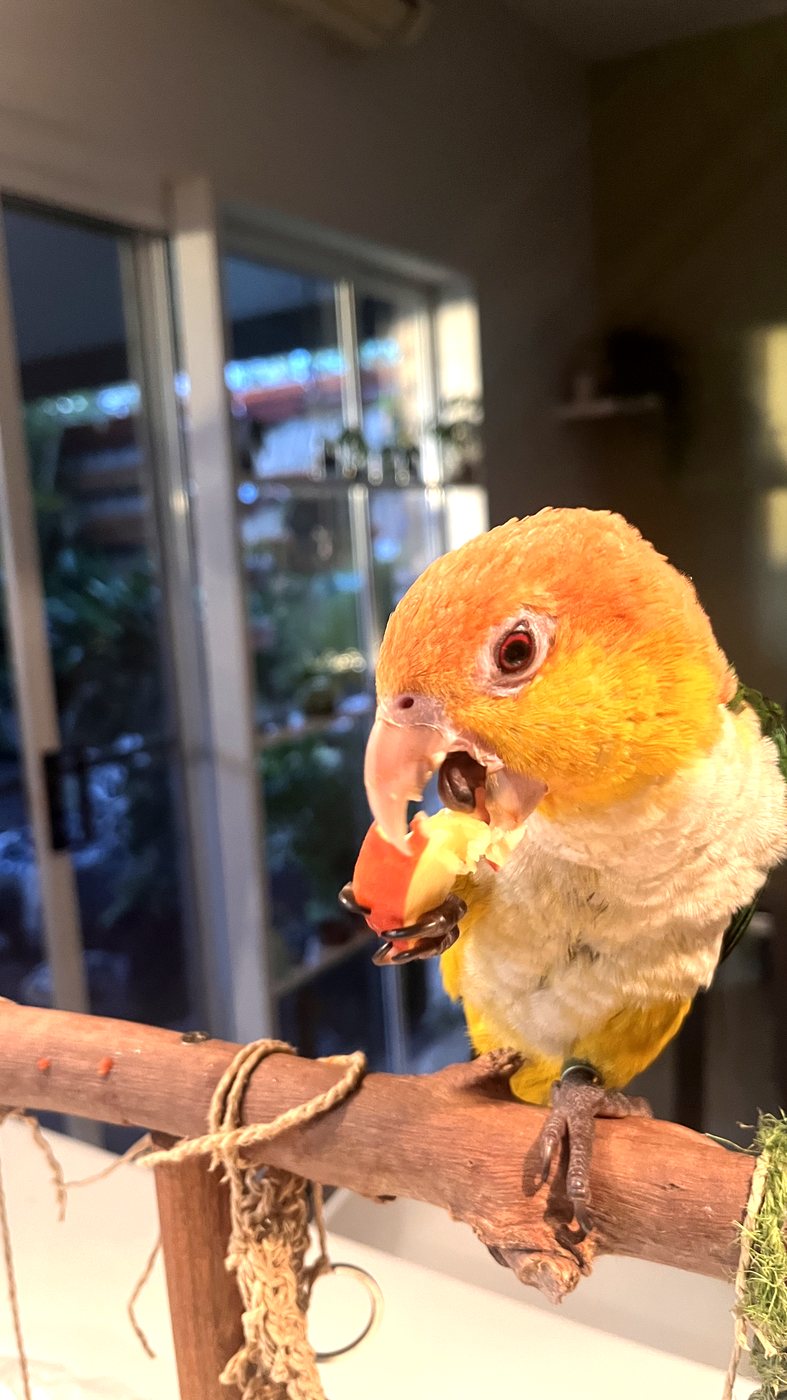Caique eating a piece of fresh apple held in its foot