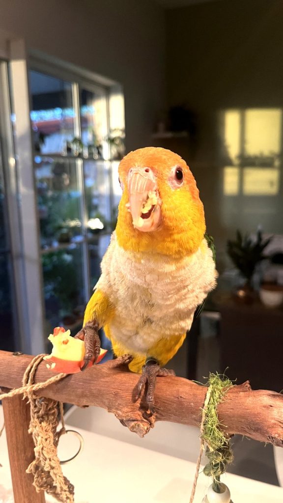 White bellied caique holding a piece of apple in one foot while perched