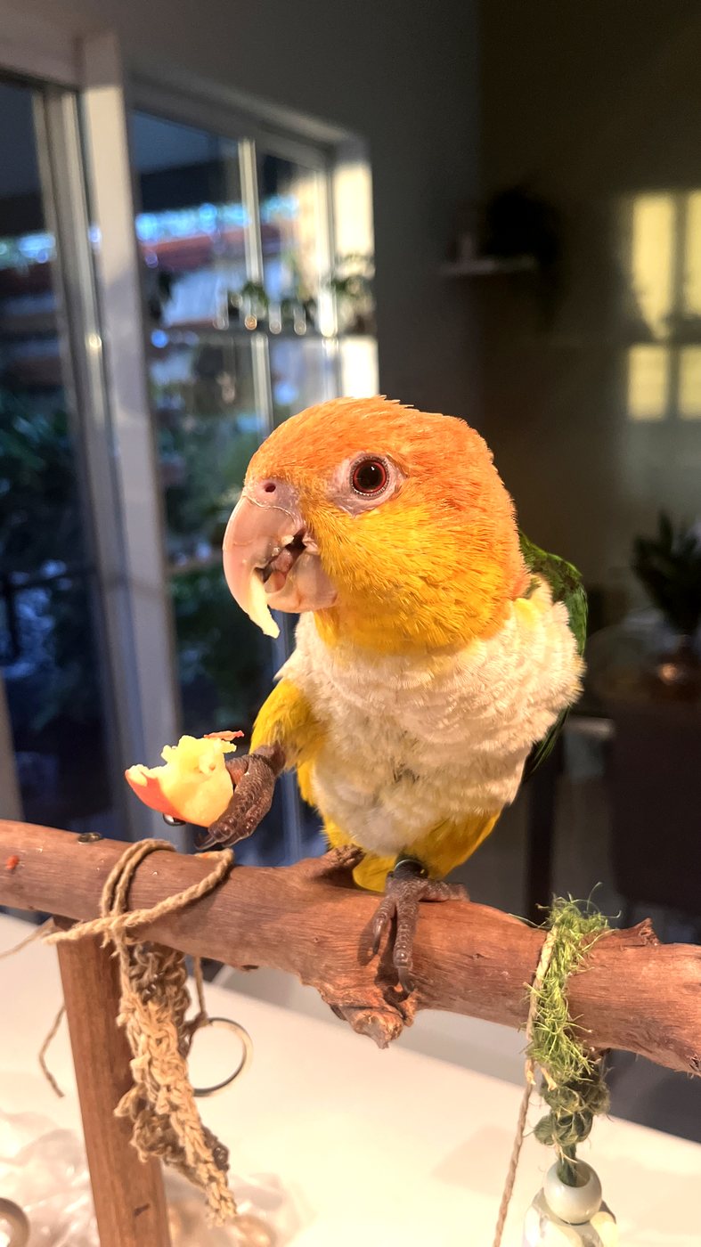 Caique perched on a natural wood branch with foraging toys attached