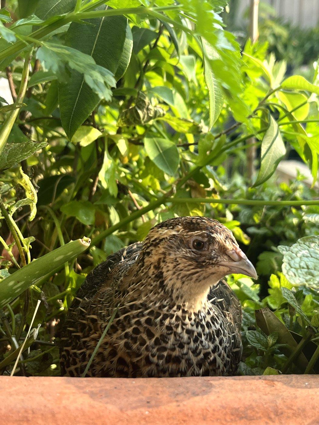 Close up of a Coturnix quail resting among garden plants