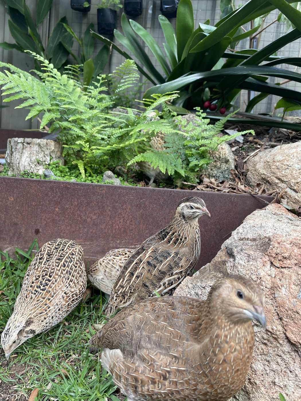 Four Coturnix quail free ranging in a planted Australian backyard