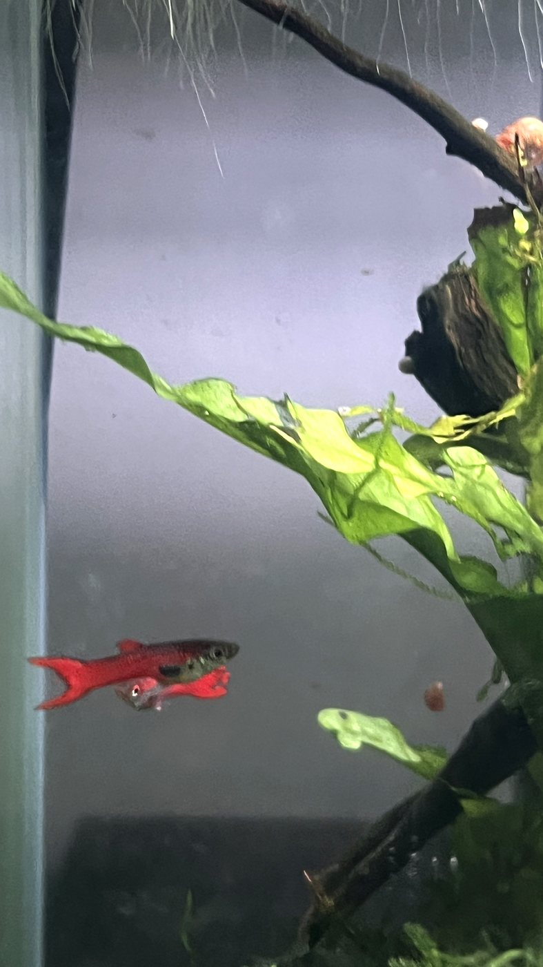 Small red tetra swimming among java fern in a planted aquarium