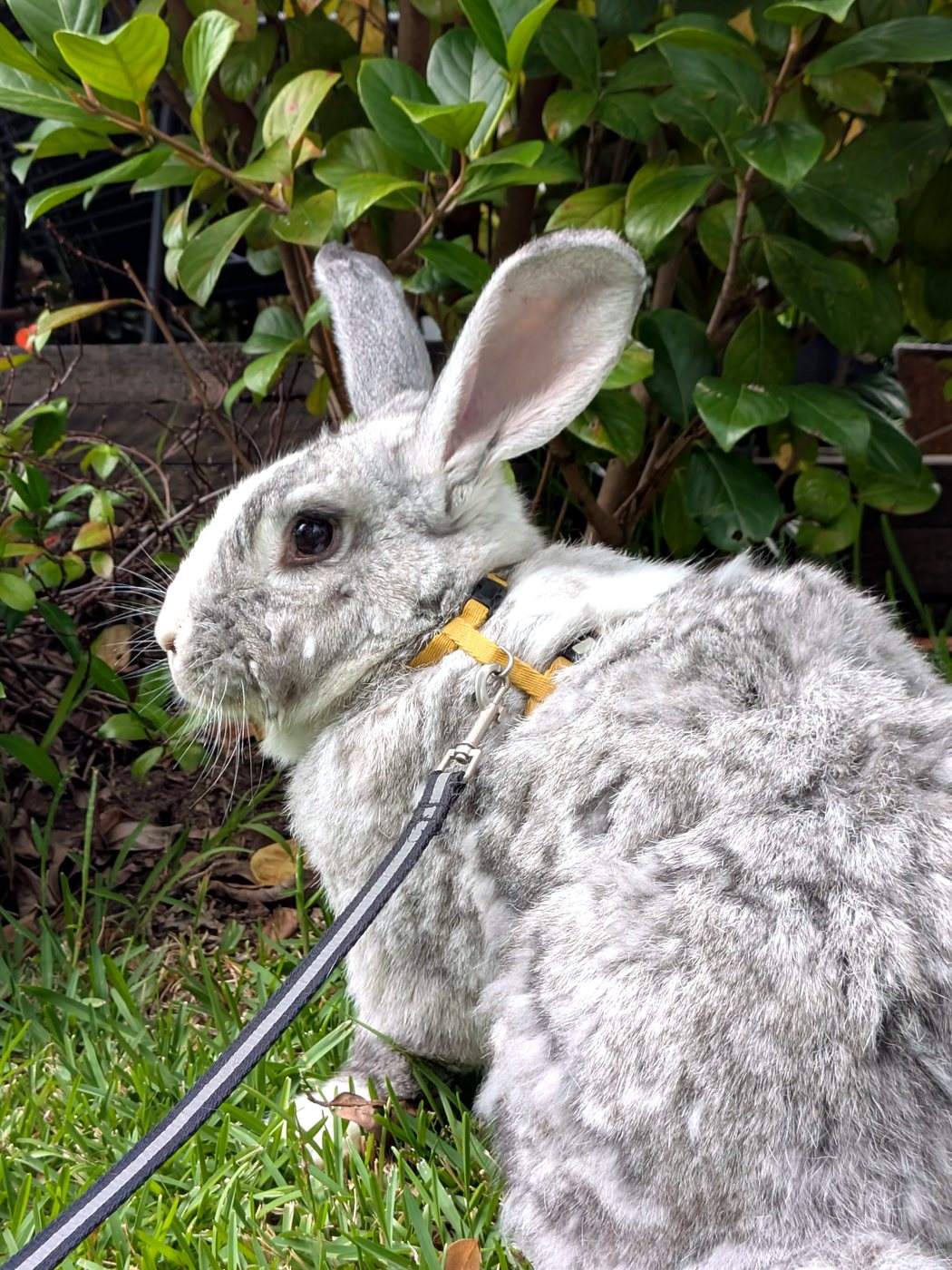 Large grey rabbit wearing a harness on grass in a backyard