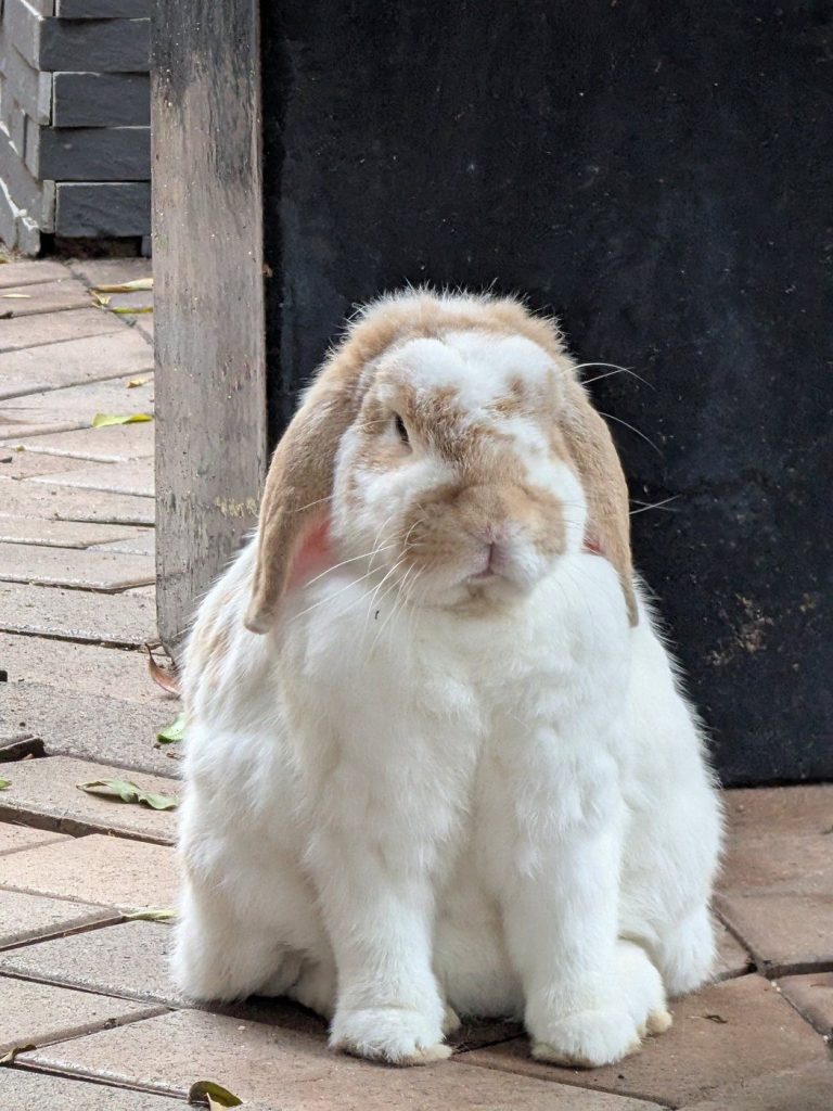 Mini lop rabbit sitting on paver flooring in an outdoor rabbit area