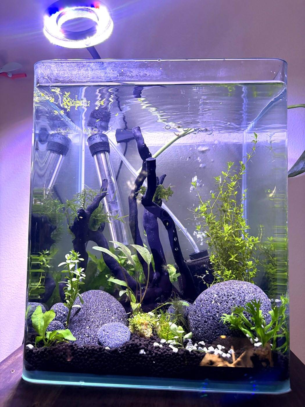 Curved glass nano shrimp tank with Fluval Stratum substrate, driftwood and a ring light