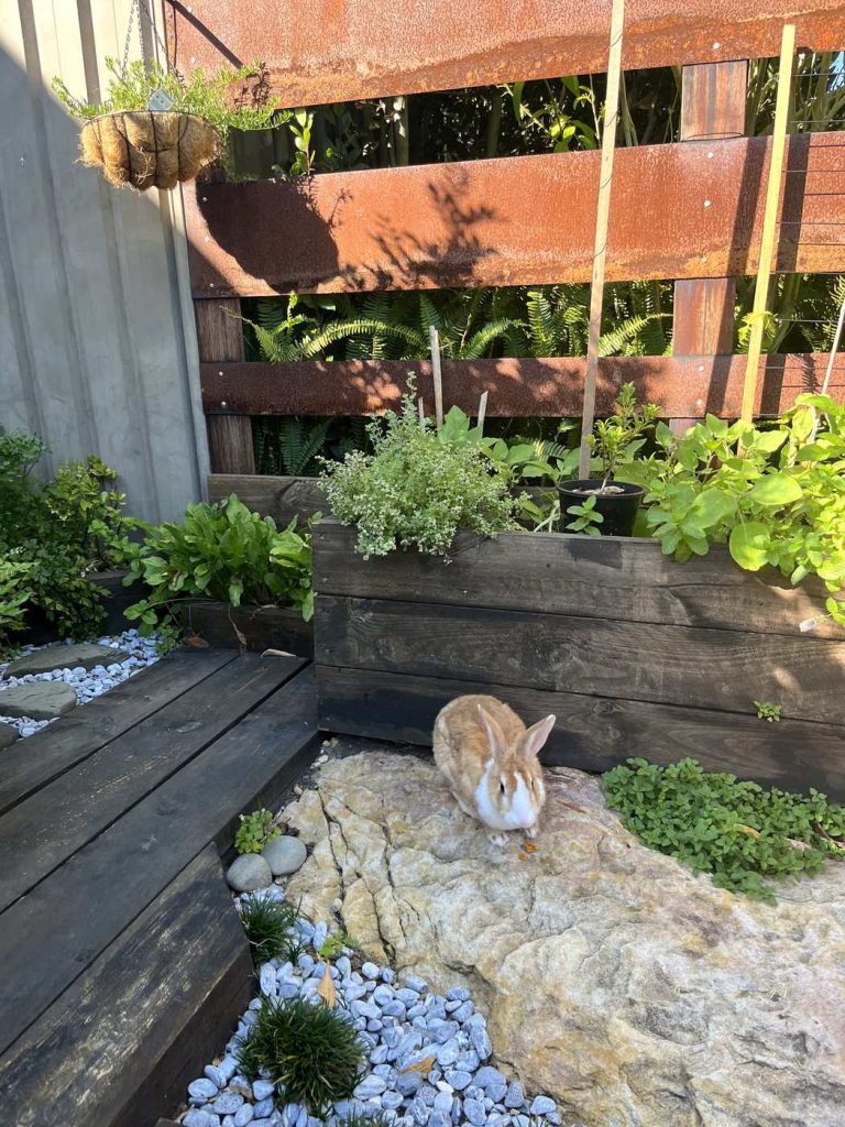 Pet rabbit grazing in a landscaped and rabbit proofed backyard