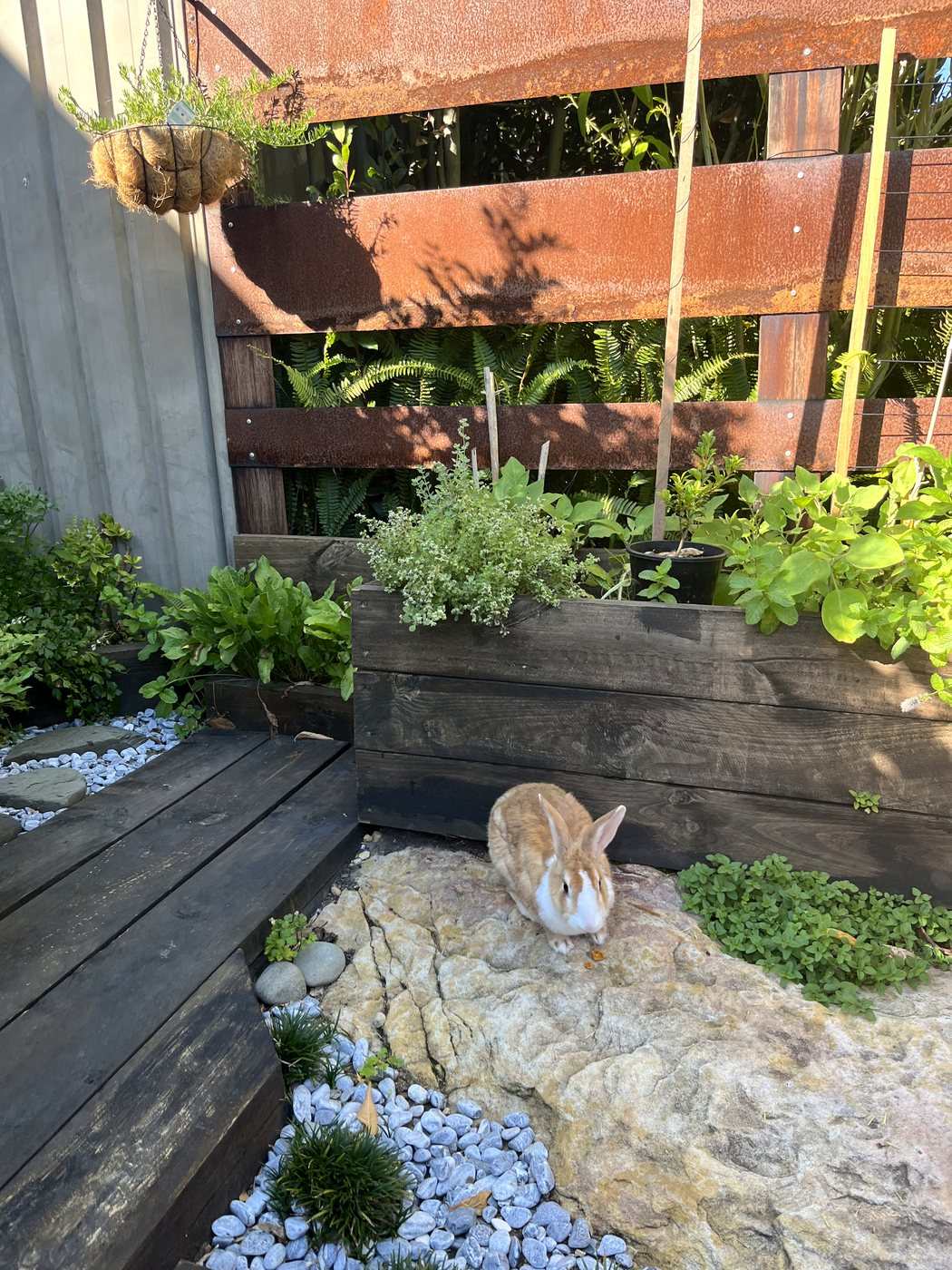 Pet rabbit grazing in a landscaped and rabbit proofed backyard