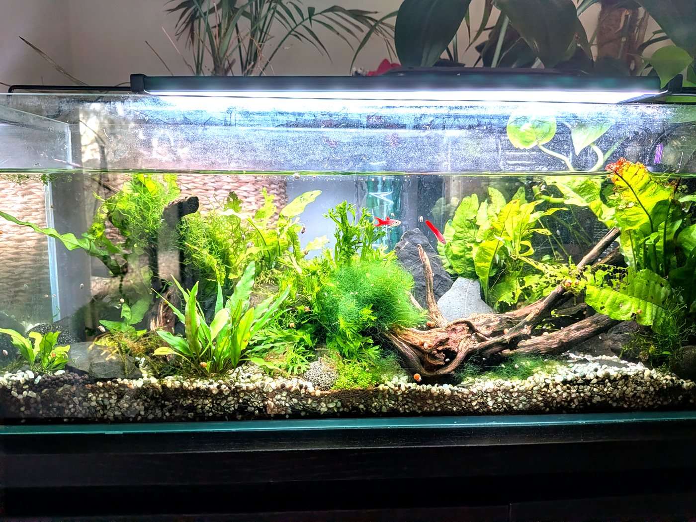 Planted 25 litre long aquarium aquascaped with driftwood, rocks and live plants