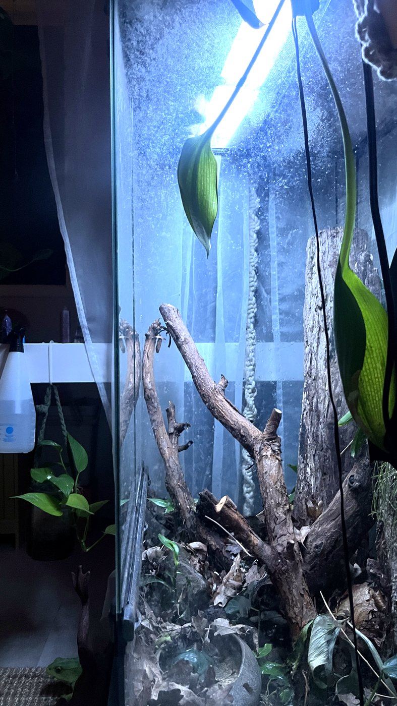 Tall glass reptile enclosure planted with branches, leaf litter and live plants