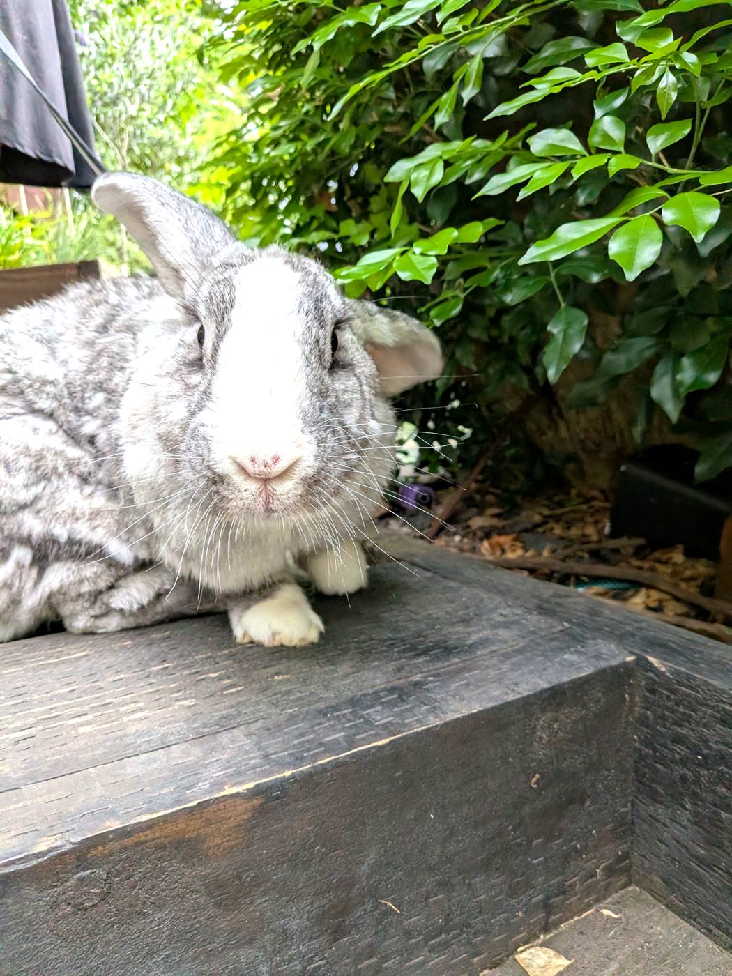 Large grey pet rabbit sitting on a timber edge in a leafy Australian garden
