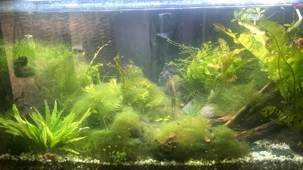 Long planted aquarium full of moss, Java fern and stem plants