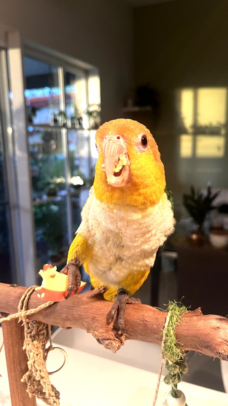 White bellied caique perched on a natural wood branch indoors